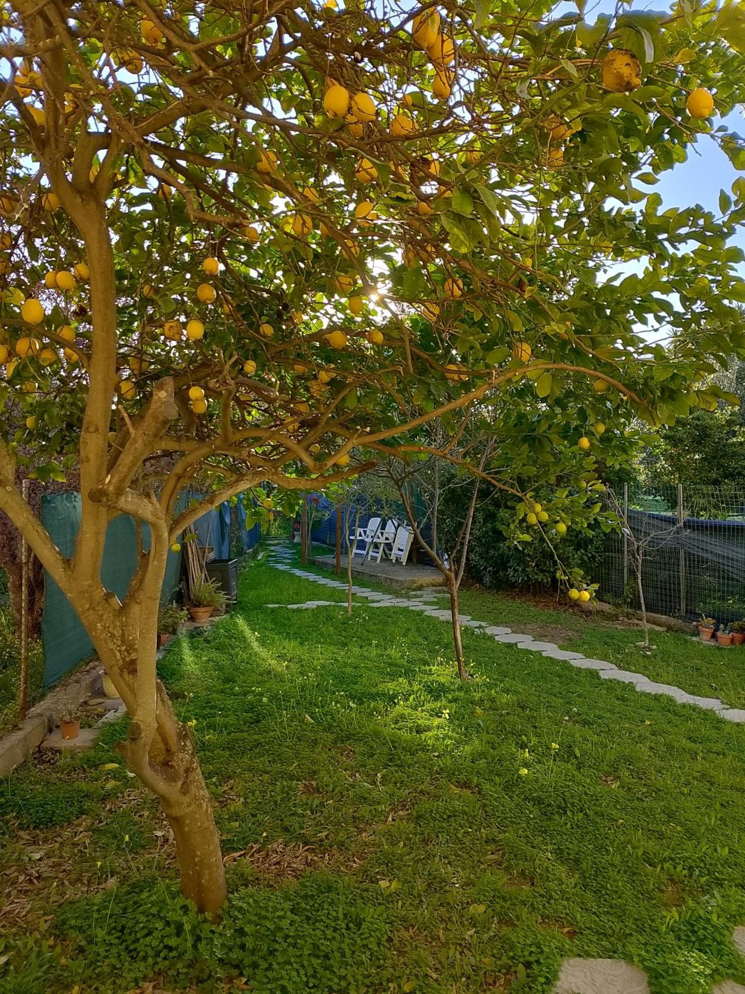 Lo Spicchio